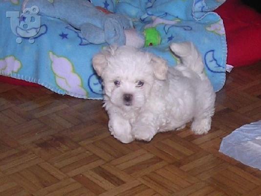 PoulaTo: πωλουνται MALTESE MINI-